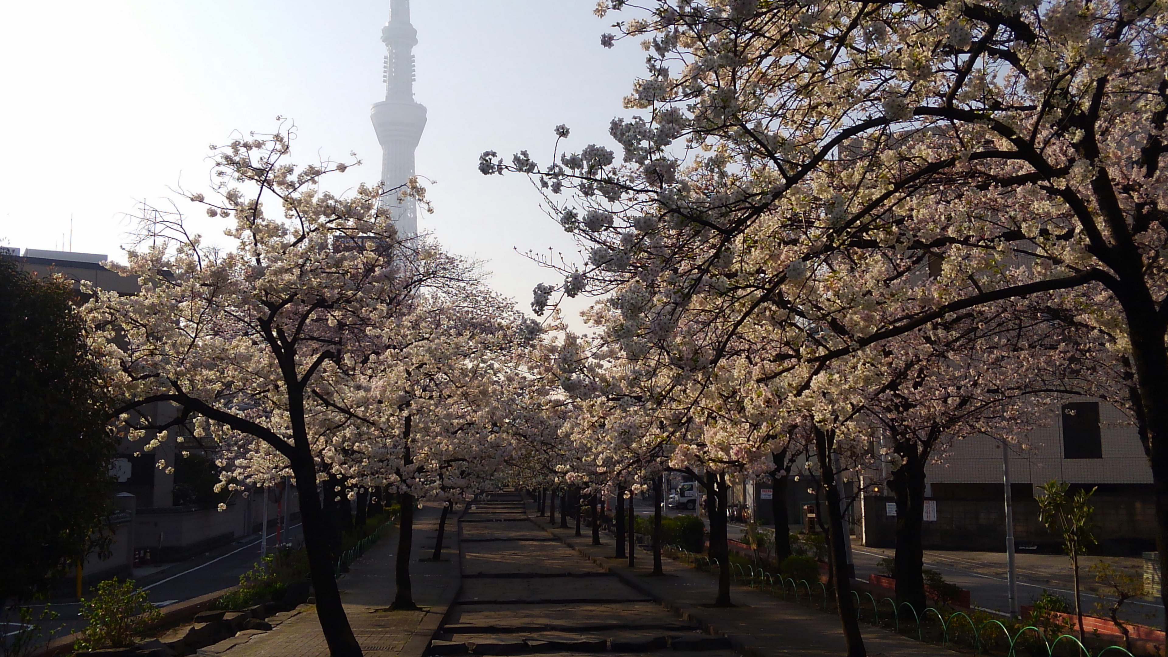 cherryblossoms_sanyaboripark20180327 