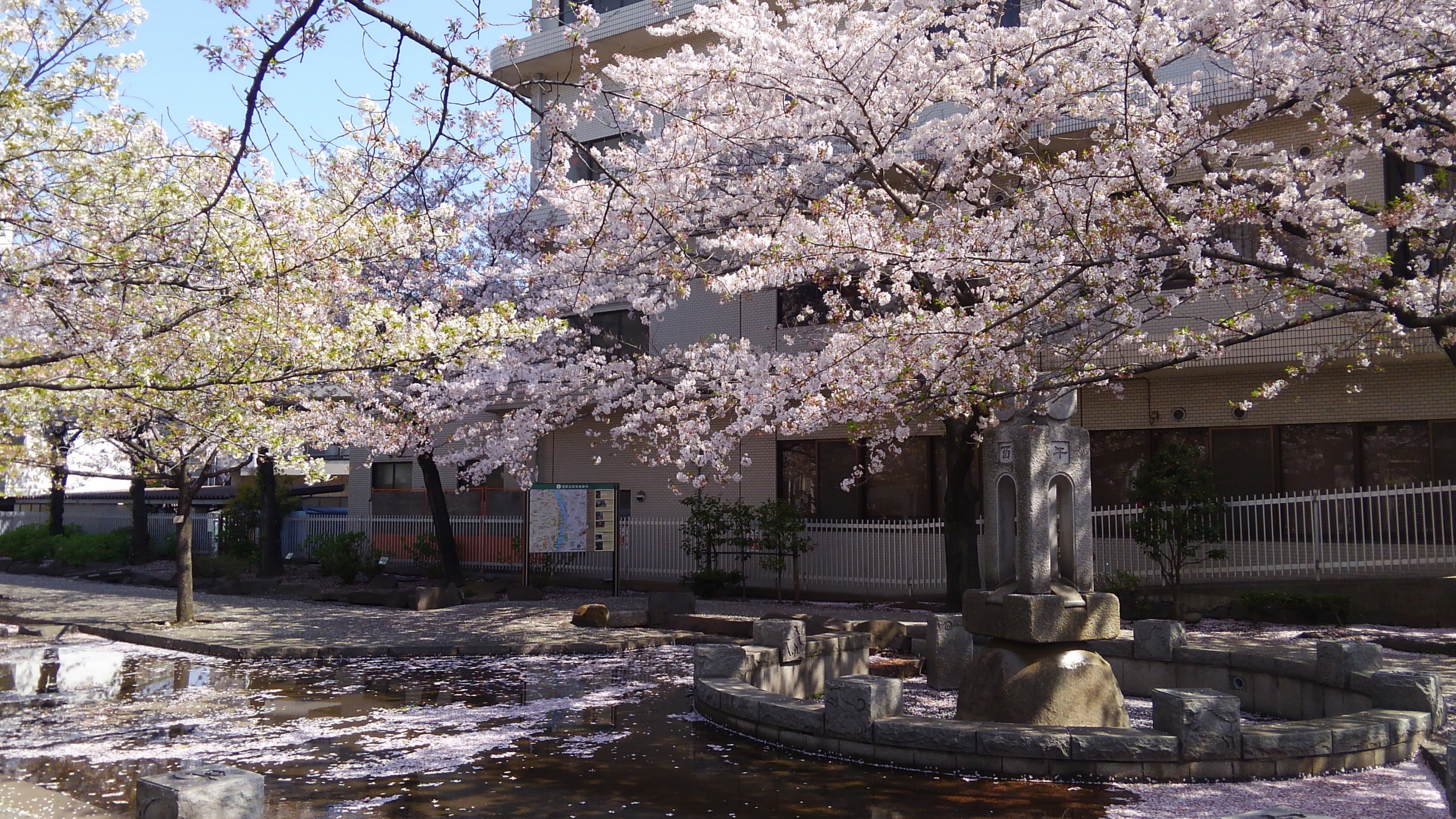 cherryblossoms_sanyaboripark