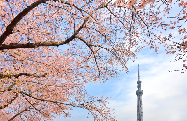 cherryblossoms_with tokyoskytree