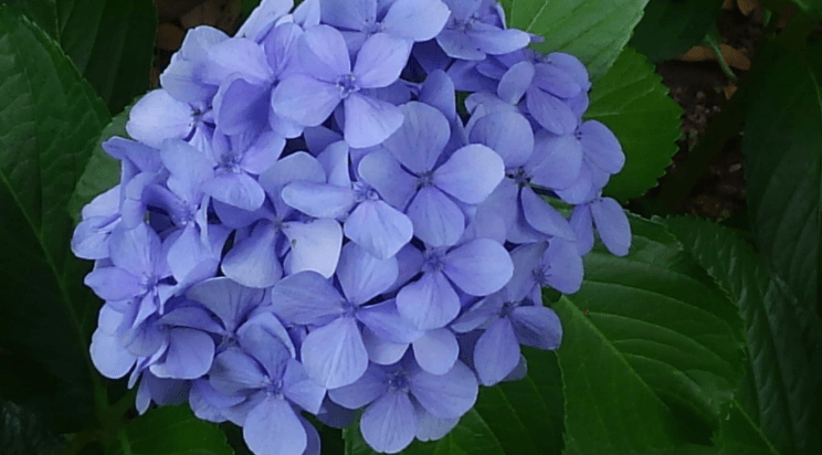 Former Yasuda garden flower