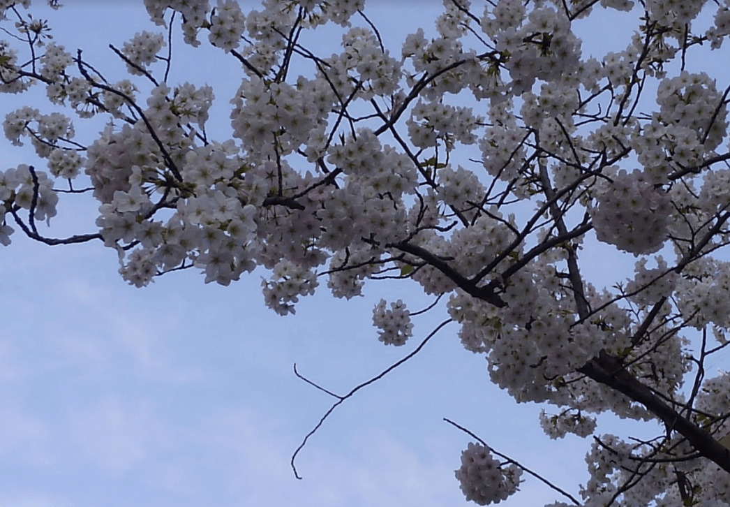 Cherry blossoms