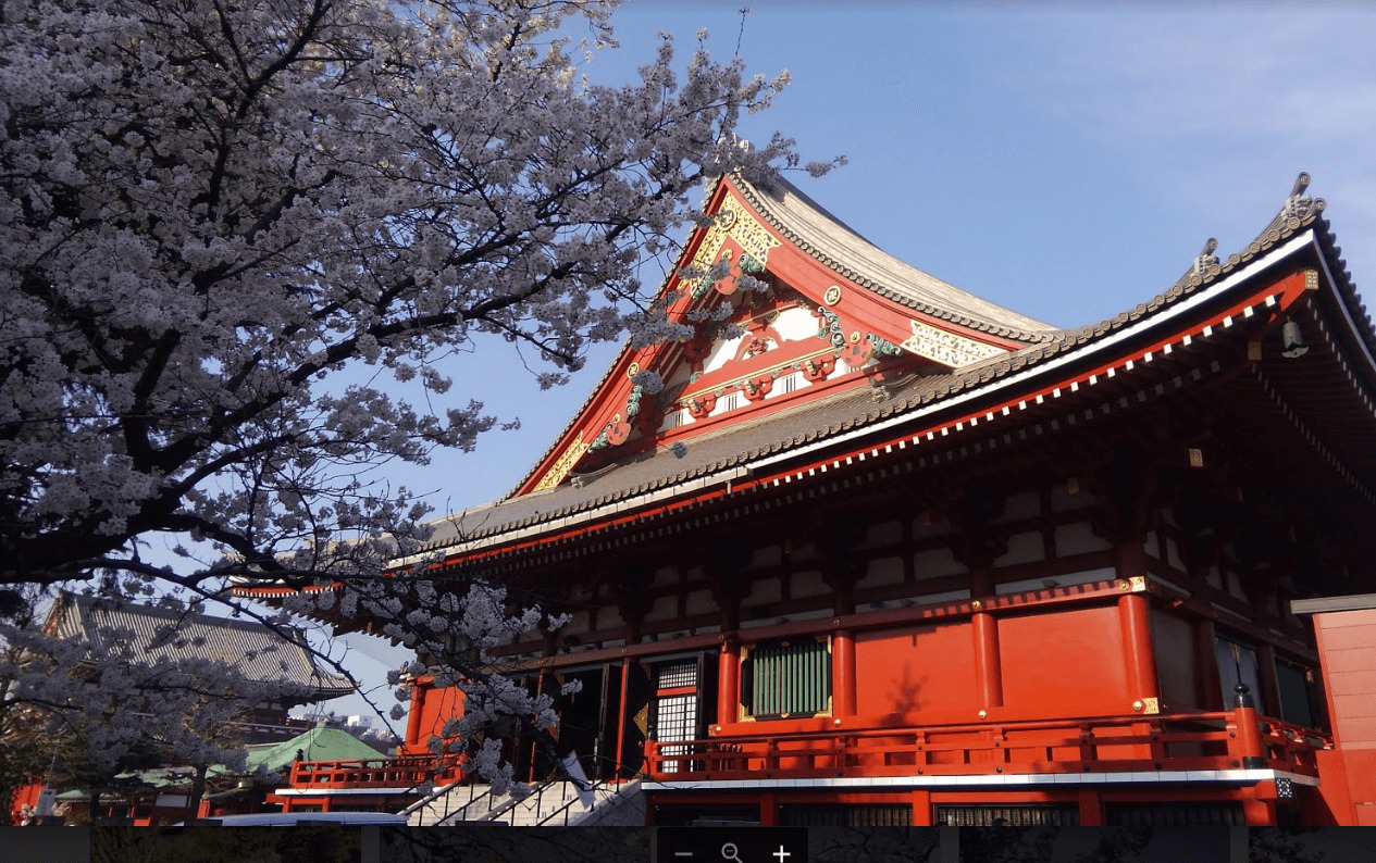 cherry blossoms in Sensouji