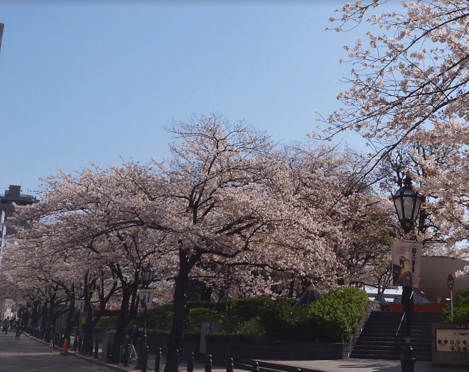 cherry‐tree‐lined path in Asakusa